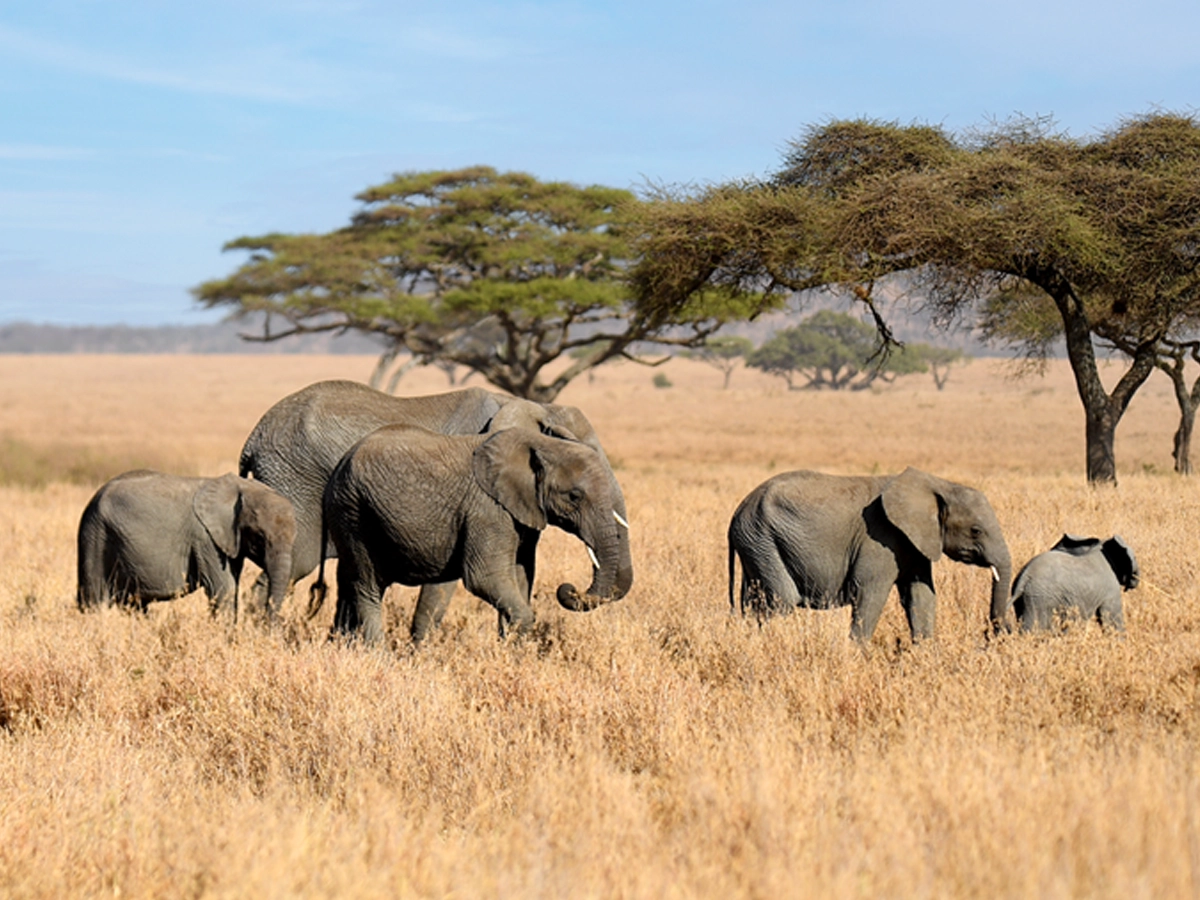 Elephants walking across a Tanzanian plain